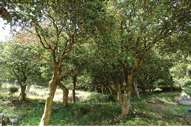 서동사 동백나무 비자나무숲