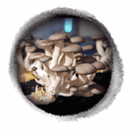 두륜산 버섯돌이체험 -  버섯정보화마을