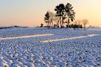 황동식-겨울배추밭
