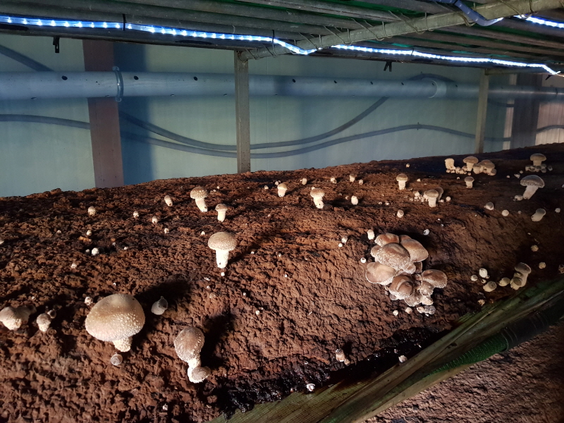 크기변환_19-균상재배 표고버섯